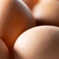 Enquête sur la présence de PFAS dans les œufs en France