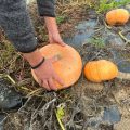 Les Courges en Péril en Loire-Atlantique