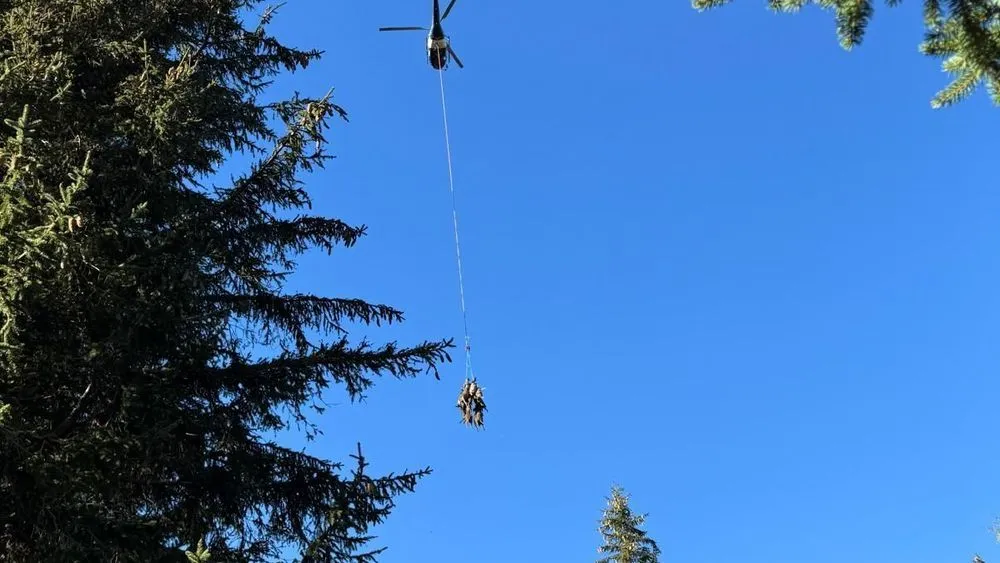 3fbf8ab3-45b5-4e44-98ec-384ccba55c65 Des brebis de Christelle Guignard hélitreuillées après une attaque de loups