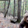 La population d&rsquo;ours dans les Pyrénées en expansion