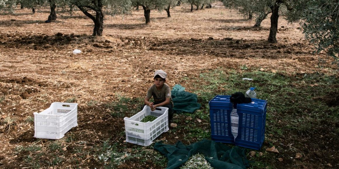 5232e3cb-b45f-4de0-910f-139479e155ba Récolte d’olives sous tension au Liban