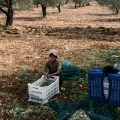 Récolte d&rsquo;olives sous tension au Liban