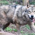 Le relèvement du quota de loups en France prévu pour 2026