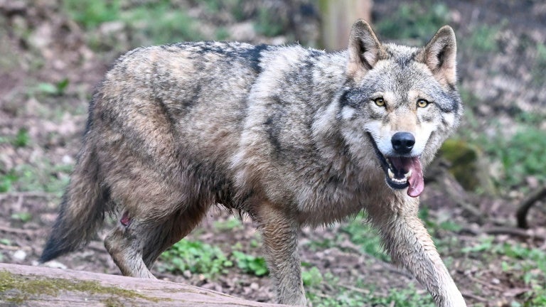 583a202e-fddf-4fa9-9188-54b4a477ce0b Le relèvement du quota de loups en France prévu pour 2026