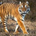 Un homme succombe à une attaque de tigre au Yorkshire Wildlife Park