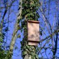 Des nichoirs à chauves-souris pour lutter contre les moustiques tigres à Suresnes