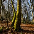 La résilience des forêts face aux changements climatiques
