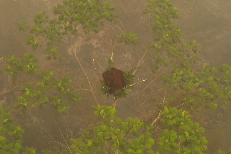 INDONESIA-ORANGUTAN-FIRE-ENVIRONMENT-CLIMATE-FORESTS-ANIMAL Le sauvetage des orangs-outans menacés par les incendies à Bornéo