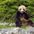 Les pandas à Beauval : Départ et nouvelle arrivée prévue