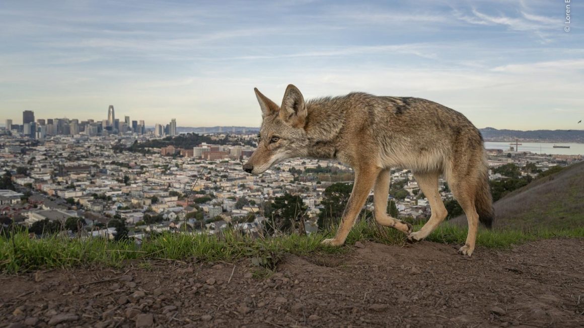 La Révélation des Lauréats du Wildlife Photographer of the Year 2026