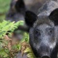 Chasse aux sangliers : une augmentation notable des prélèvements en France